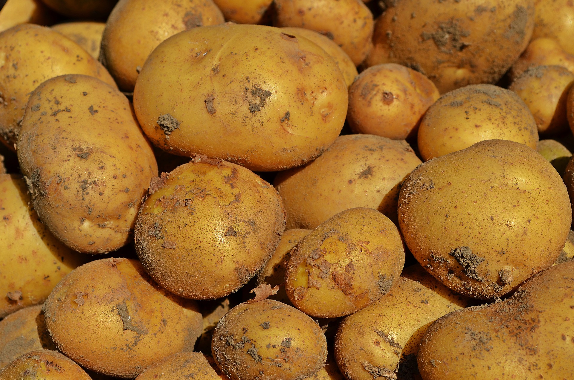 Organic New Potatoes