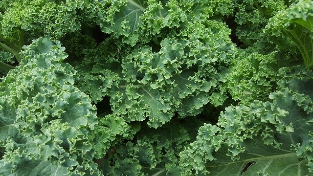 Organic Curly Kale