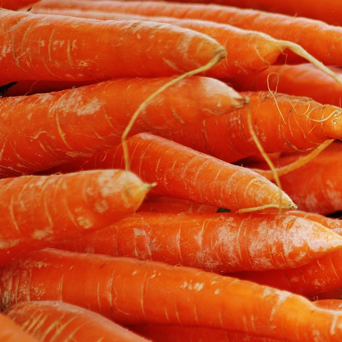 Organic Carrots