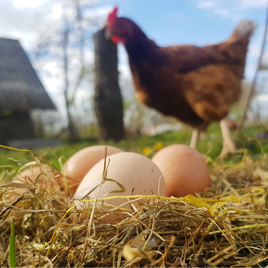 Edible16 Local Food and Drink for the Leicestershire area